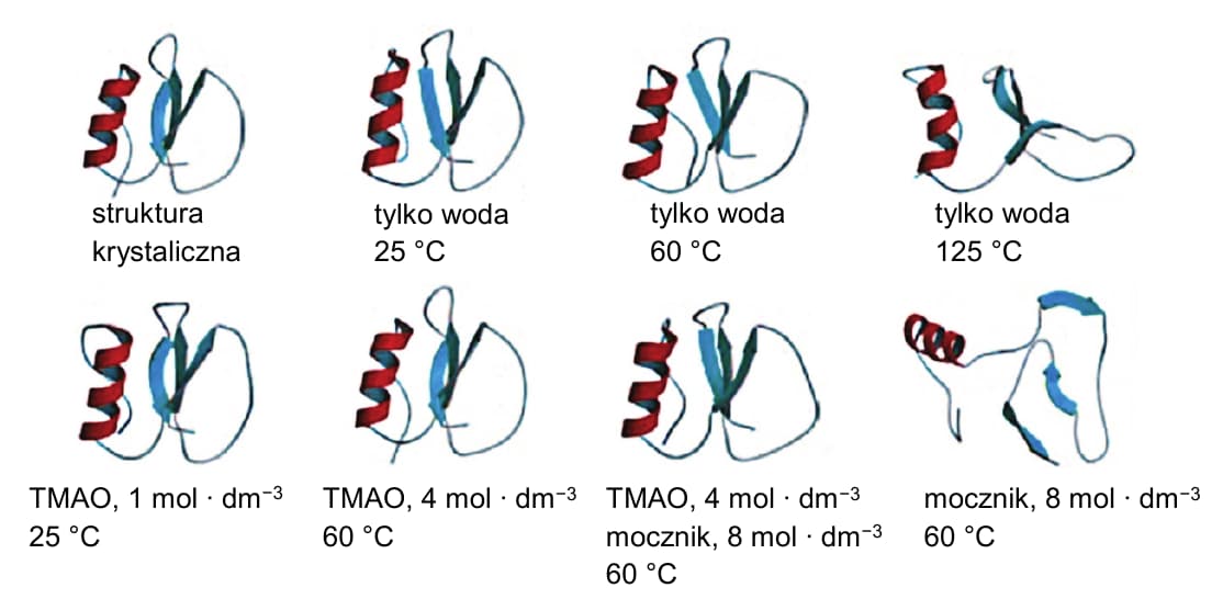 Osiem modeli CI2: struktura krystaliczna; woda 25, 60 i 125 °C; TMAO 1 mol/dm³ w 25 °C; TMAO 4 mol/dm³ w 60 °C; TMAO 4 i mocznik 8 mol/dm³ w 60 °C; sam mocznik 8 mol/dm³ w 60 °C. Modele bez TMAO przy 125 °C lub z mocznikiem mają zmieniony, rozwinięty kształt względem struktury odniesienia.