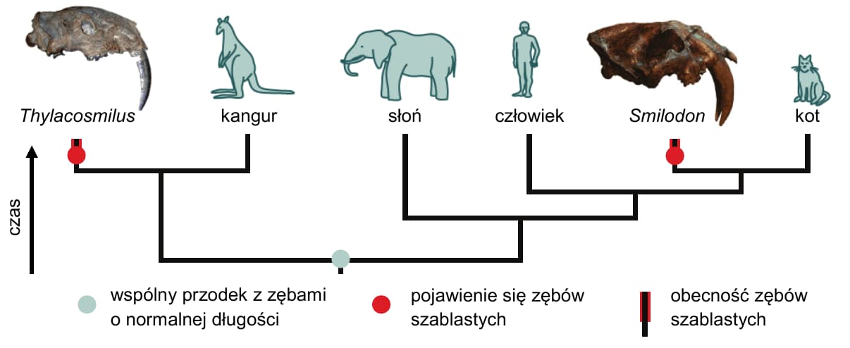 Drzewo: Thylacosmilus tworzy gałąź z kangurem; słoń oddziela się wcześniej od gałęzi człowiek–Smilodon–kot. Smilodon i kot są najbliższą parą tej gałęzi. Kły szablaste zaznaczono oddzielnie na gałęzi Thylacosmilus i Smilodon, po odejściu od wspólnego przodka z normalnymi zębami.