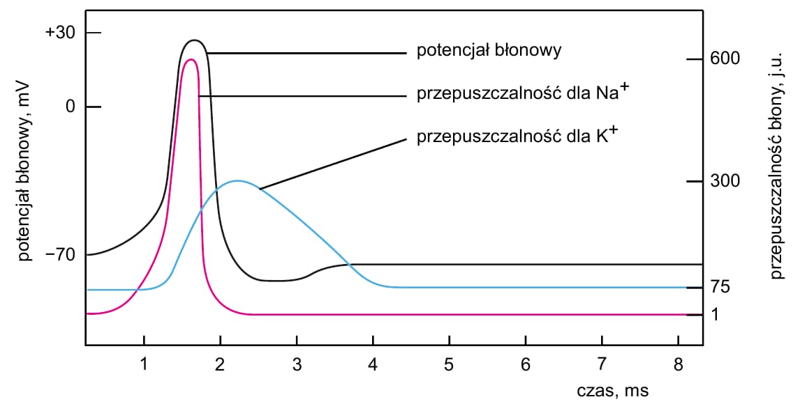 Wykres 1–8 ms: przepuszczalność dla Na+ rośnie gwałtownie i szybko maleje; wzrost przepuszczalności dla K+ zaczyna się później i trwa dłużej. Potencjał rośnie z około −70 mV do +30 mV, następnie opada poniżej poziomu spoczynkowego i wraca do niego.