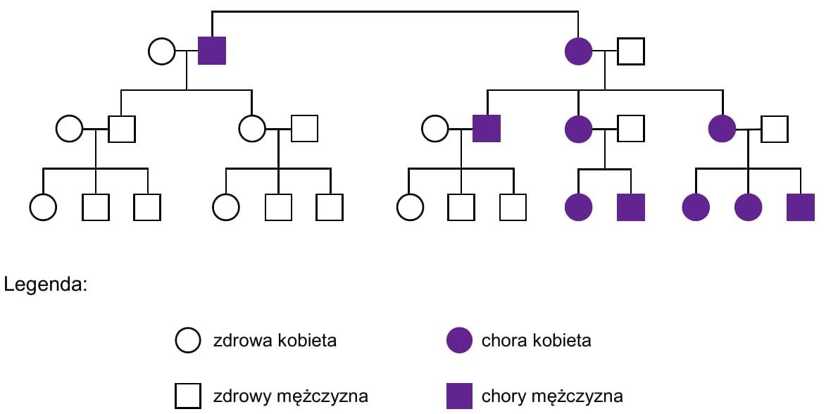 Rodowód: chory mężczyzna i zdrowa kobieta mają zdrowego syna i zdrową córkę, których dzieci są zdrowe. Chora kobieta i zdrowy mężczyzna mają chorego syna i dwie chore córki. Chory syn ze zdrową kobietą ma zdrowe dzieci; chore córki ze zdrowymi mężczyznami mają chore córki i synów.